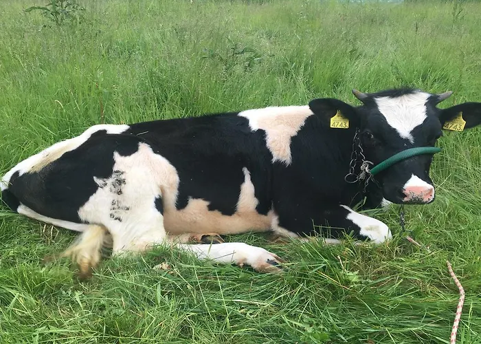 Chlopy 팜스테이 *