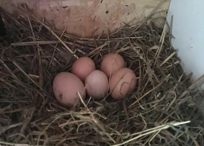 팜스테이 Chlopy *